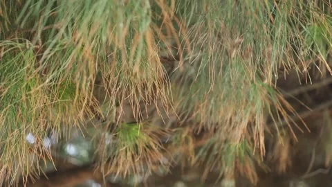 Pine tree needles moving with the wind Stock Footage 152510389