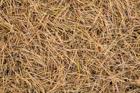 Pine tree needles Foto stock