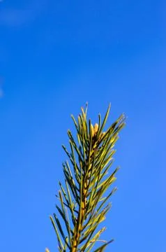 Pine tree needles Stock Photos