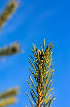 Pine tree needles Stock Photos