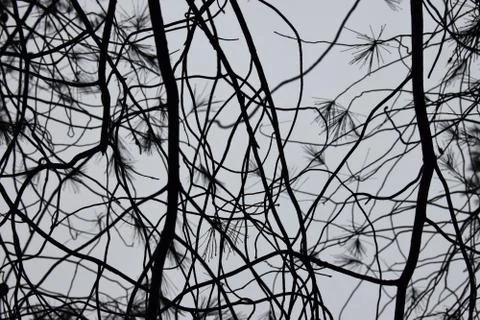 Pine tree needles with raindrops and branches Stock Photos