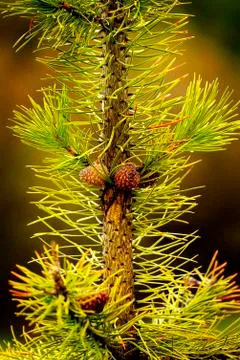 Pine Tree Needles Small Wet Pine Needles Pinecone Stock Photos
