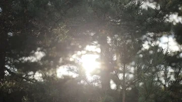 Pine tree needles sun shine swaying in wind extra close up slow motion Stock Footage 85627293
