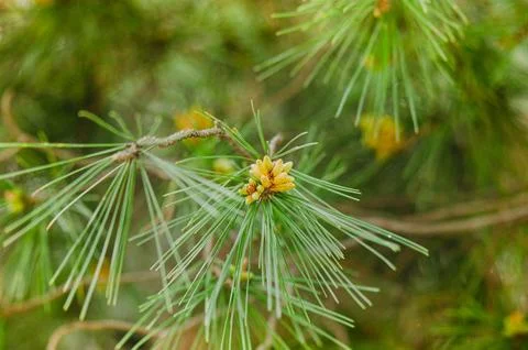 Pine Tree Needles with Vibrant Yellow Buds, background Stock Photos