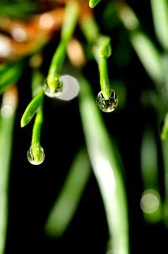 Pine tree needles with water drops isolated on black background. Stock Photos