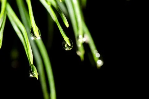 Pine tree needles with water drops isolated on black background. Stock-Fotos
