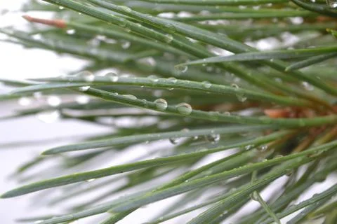 Pine tree needles with water drops Stock Photos