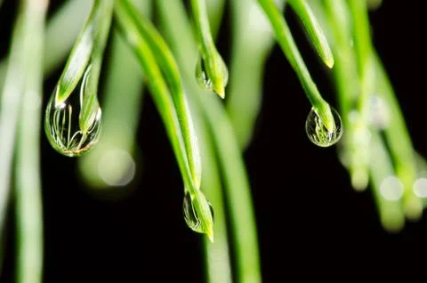 Pine tree needls with water drops isolated on black background. Stock-Fotos