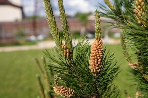 Pine Tree With New Cones Growing in a Sunny Backyard Garden During Spring Stock Photos