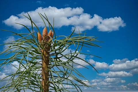 Pine tree new growth with buds against a bright blue sky with clouds Stock Photos