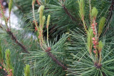 Pine Tree New Growth Stock Photos