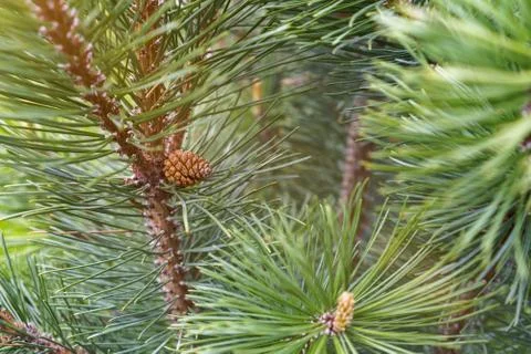Pine tree new sprout with cone macro close up sunlight Stock Photos