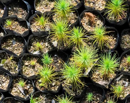 Pine tree nursery Stock Photos