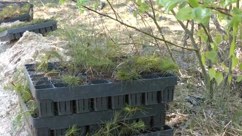 Pine tree nursery for reforestation. Young seedlings of pine Stock Footage 203410625