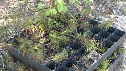 Pine tree nursery for reforestation. Young seedlings of pine Stock Footage 203411233