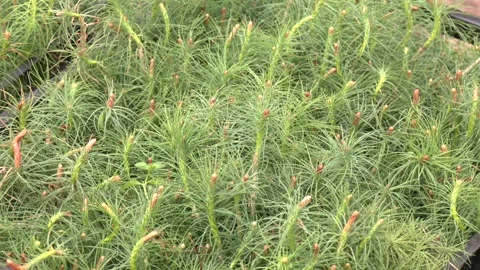 Pine tree nursery for reforestation. Young seedlings of pine Stock Footage 244971524