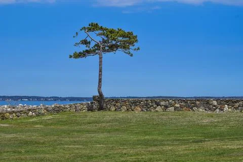 Pine tree at the oceans edge Stock Photos