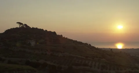 Pine tree in olive terrace at sunrise. Stock-Footage 66862898