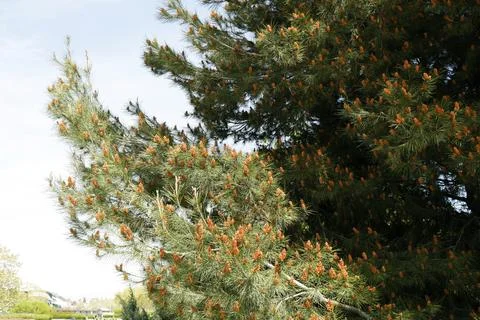 Pine tree or christmas tree in a botanical garden Stock Photos