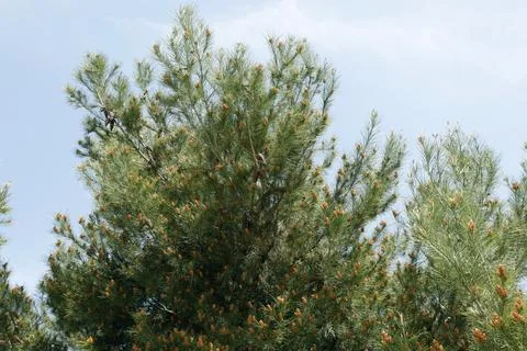 Pine tree or christmas tree in a botanical garden Stock Photos