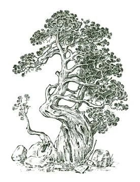 Pine tree or Evergreen Juniper, Cypress isolated object.Engraved hand drawn in Stock Illustration