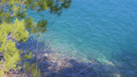 Pine tree over beach and sea Stock-Footage 137649437