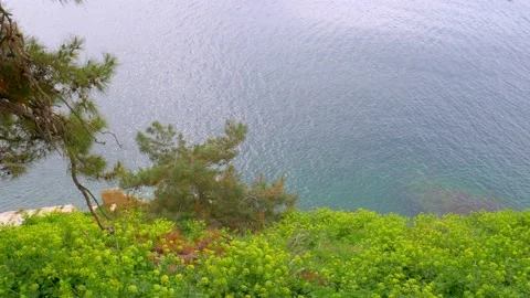A pine tree over a green shore Stock Footage 150857313