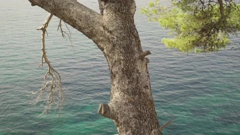 Pine tree overlooking blue sea Video stock 160981510