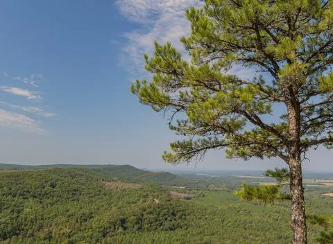 Pine tree overlooking forested hills and valley Stock Photos