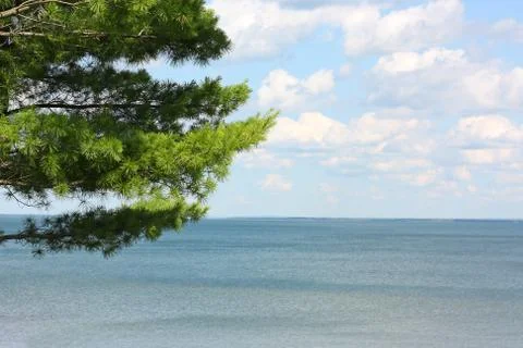 Pine tree overlooking lake Stock Photos
