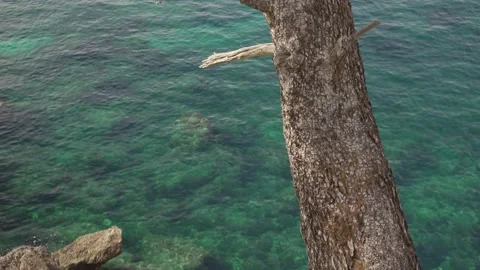 Pine tree overlooking shallow blue Mediterranean waters Stock Footage 160984115