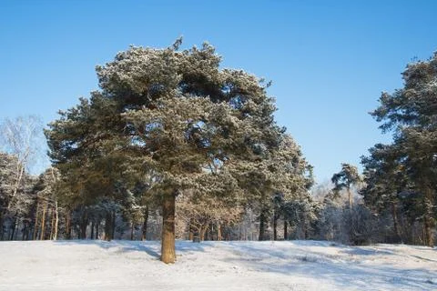 Pine-tree in a park covered with snow Stock Photos