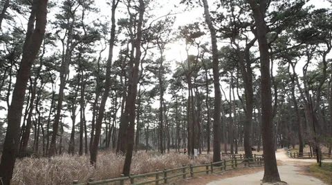 Pine Tree Park Stock Footage 35800302