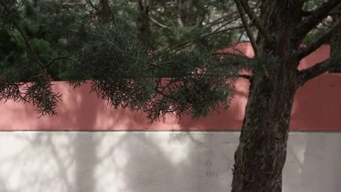 Pine tree in the park Stock Footage 183009352