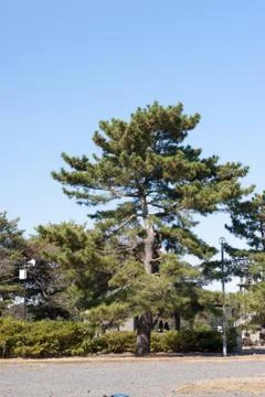 Pine tree in the park Stock Photos