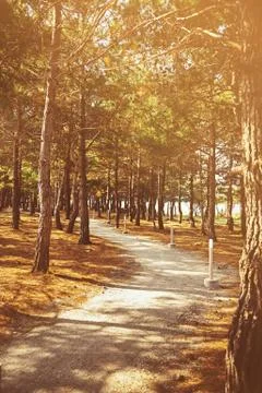 Pine tree park Stock Photos