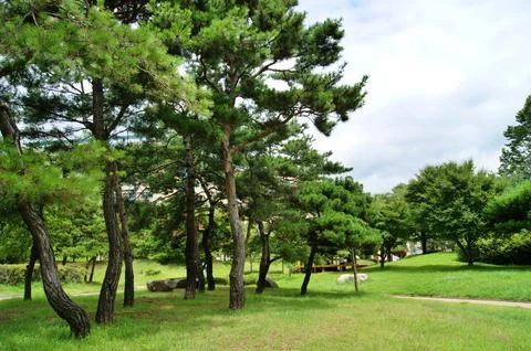 Pine Tree Park Scenery Stock Photos