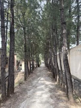 Pine Tree Pathway Stock-Fotos