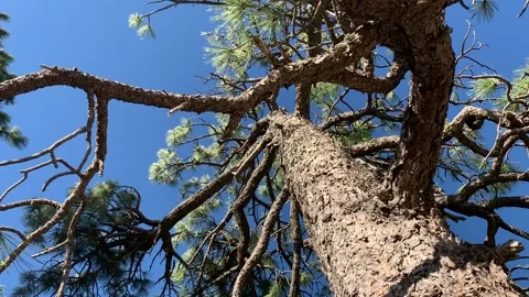 Pine Tree in Payson Arizona Video stock 132229248