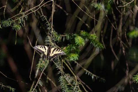 Pine tree with perched common yellow swallowtail butterfly Stock Photos