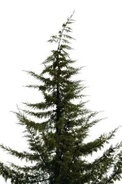 Pine tree Stock Photos