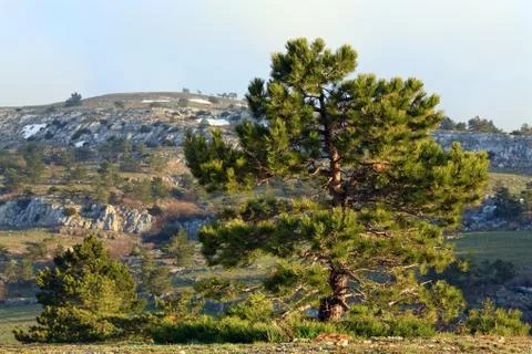 Pine tree Stock Photos