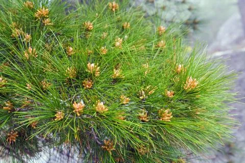 Pine tree Stock Photos