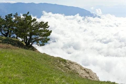 Pine tree Stock Photos