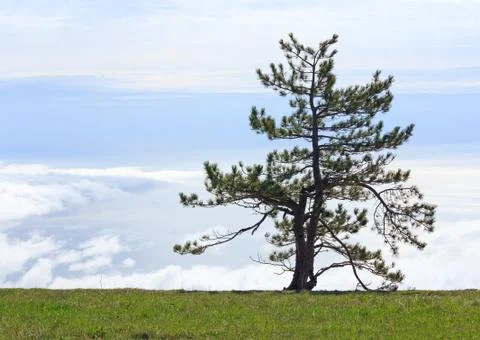 Pine tree Stock Photos