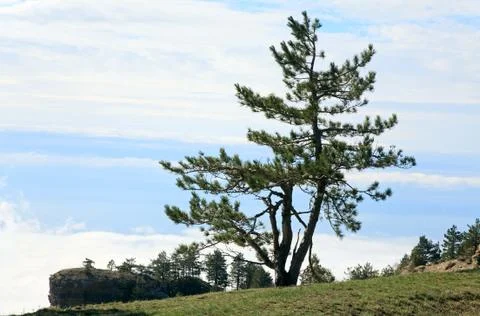 Pine tree Stock Photos