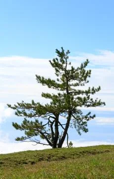 Pine tree Stock Photos
