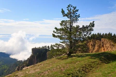 Pine tree Stock Photos