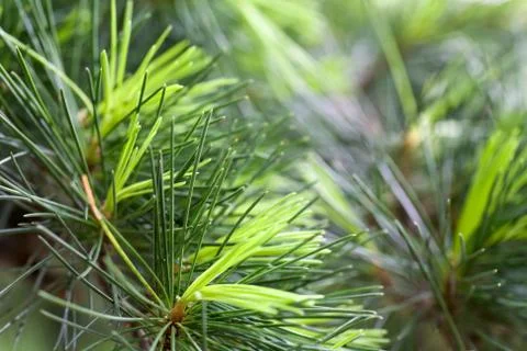 Pine tree Stock Photos