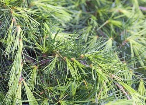 Pine tree Stock Photos